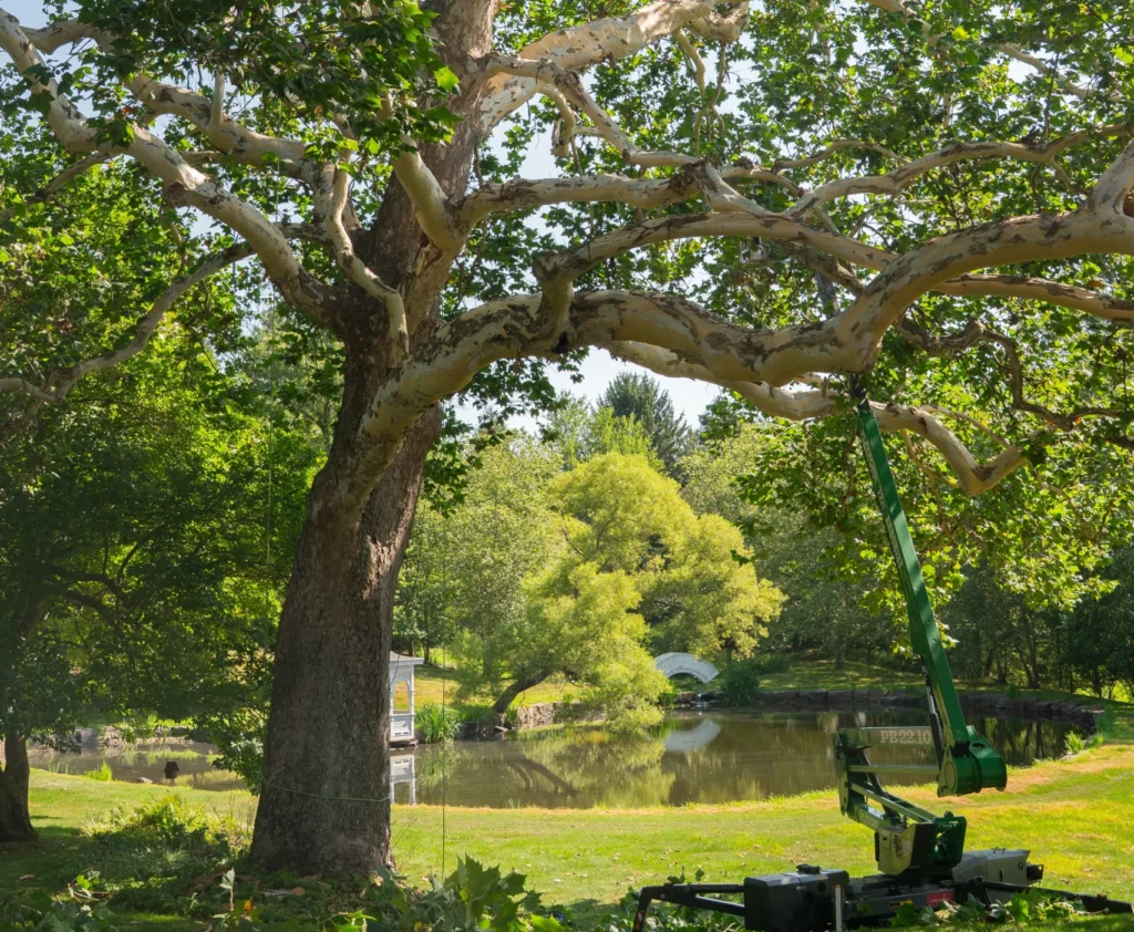 Expert Tree Removal Services in Perkasie | ATS Tree Services